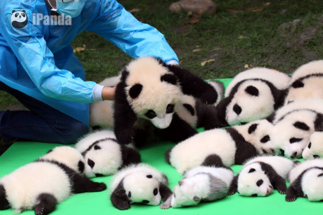 pui panda multi