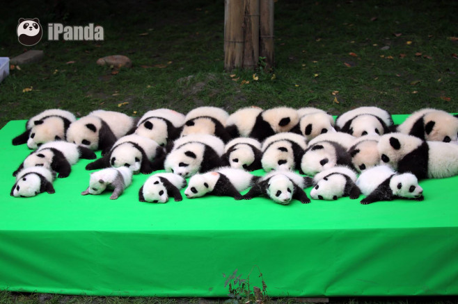 pui panda