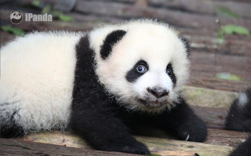 panda pui cu ochi