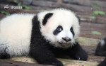 panda pui cu ochi