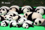 panda pui multi - cctv