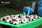 pui panda chengdu