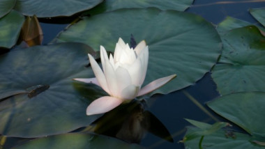 Picture Shows: White flowering Water Lily, Ventnor botanical garden, UK