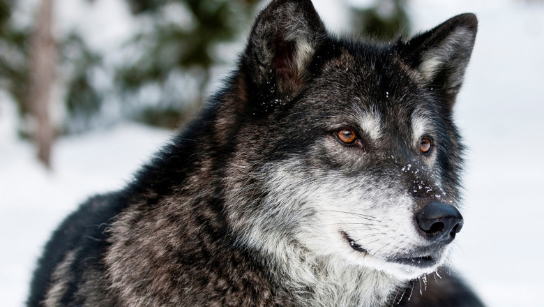 Gray-Wolf-1680x1050 wiki