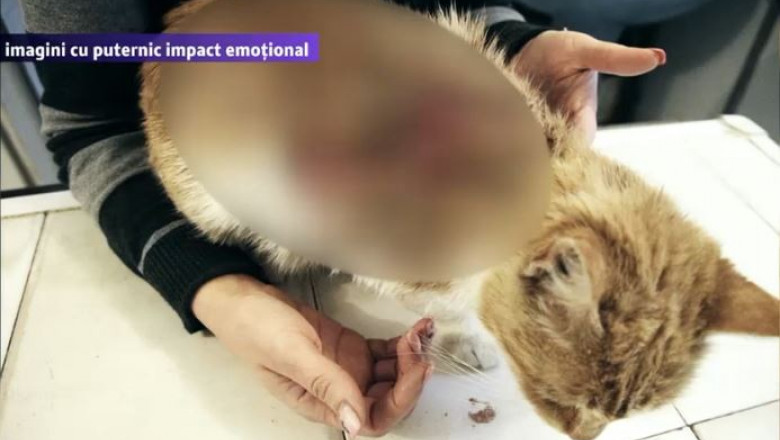 Pisici Mutilate Cu Apă Opărită