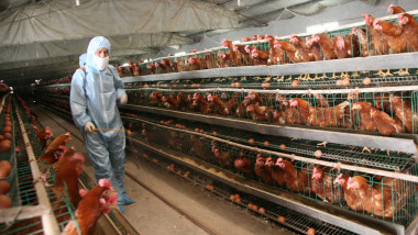 77 H7N9 Bird Flu Cases Confirmed In China