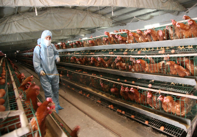 77 H7N9 Bird Flu Cases Confirmed In China