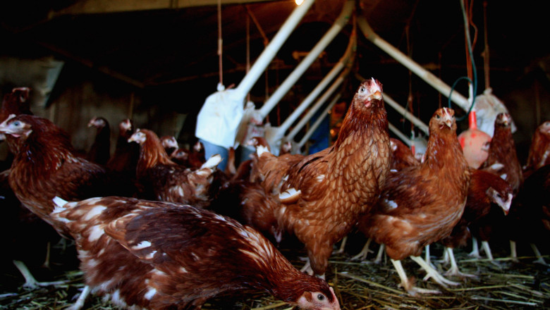 Poultry Placed Indoors Due To Deadly H5N1 Virus