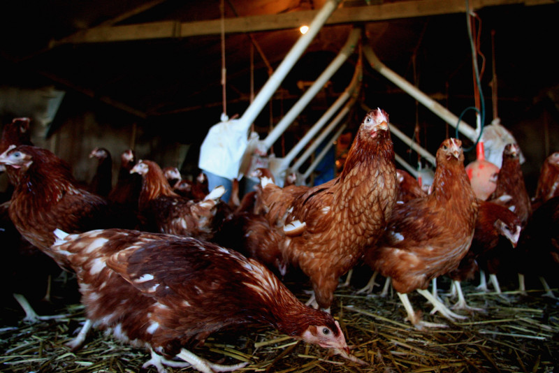 Poultry Placed Indoors Due To Deadly H5N1 Virus