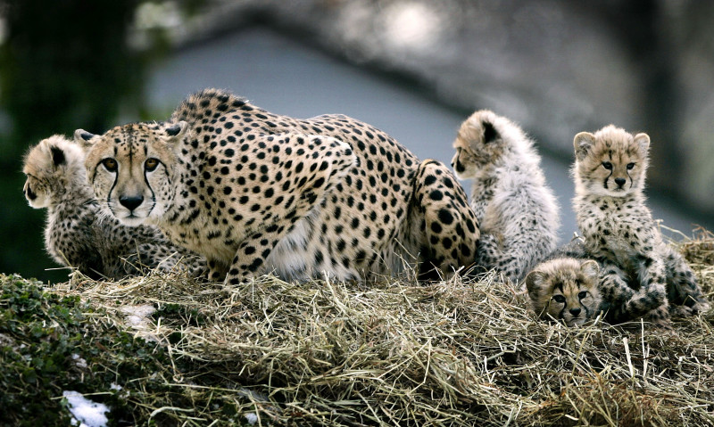 Cheetah Cubs Make Their Debut At National Zoo