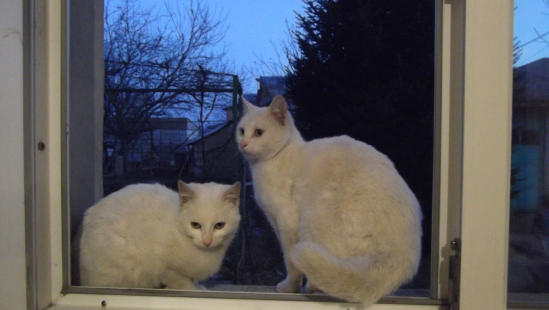 pisici albe la fereastra