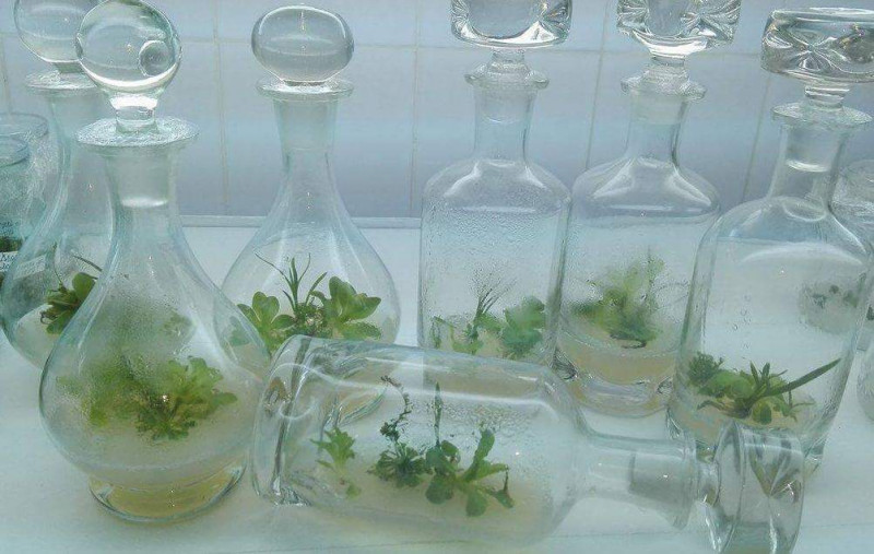 plante carnivore in vitro jibou (1)