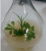 plante carnivore in vitro jibou (3)