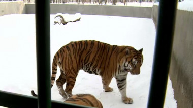 tigru zoo