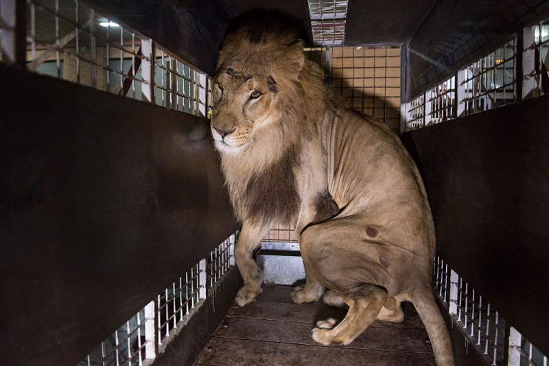 Thirty Three Former Circus Lions Are Airlifted Back To South African Sanctuary