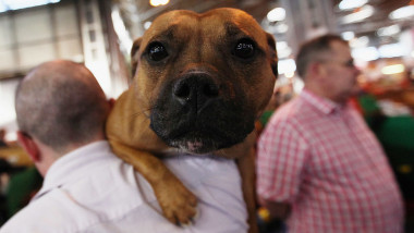Dogs And Owners Gather For 2012 Crufts Dog Show