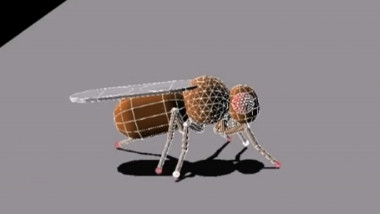 robot insecta