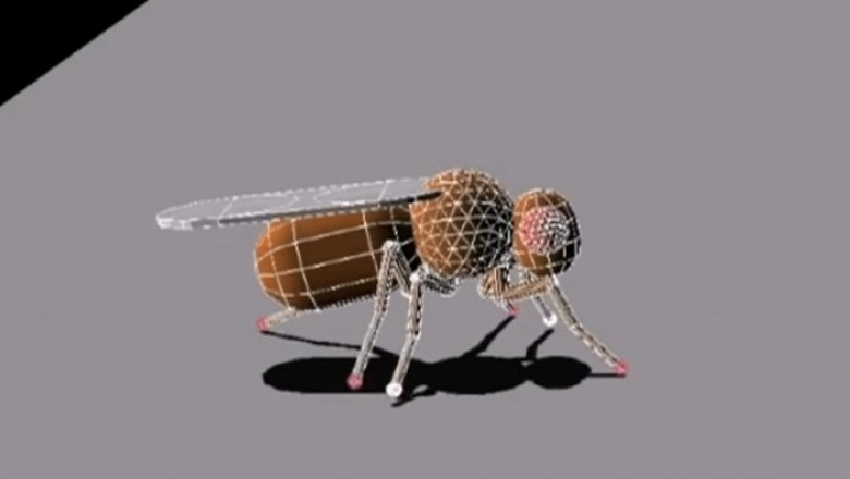 robot insecta