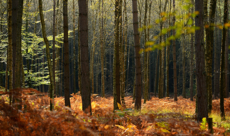 Autumn In The UK