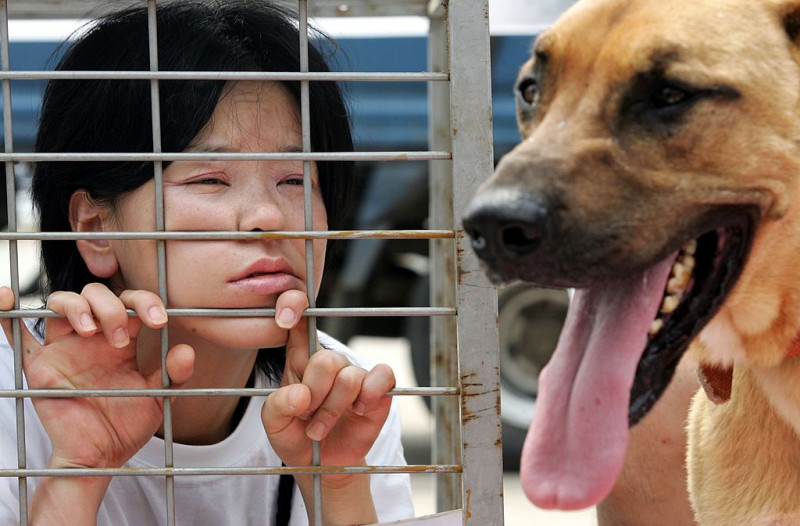Campaign Opposing The Eating of Dog Meat