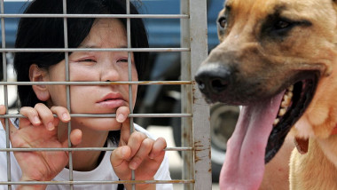 Campaign Opposing The Eating of Dog Meat