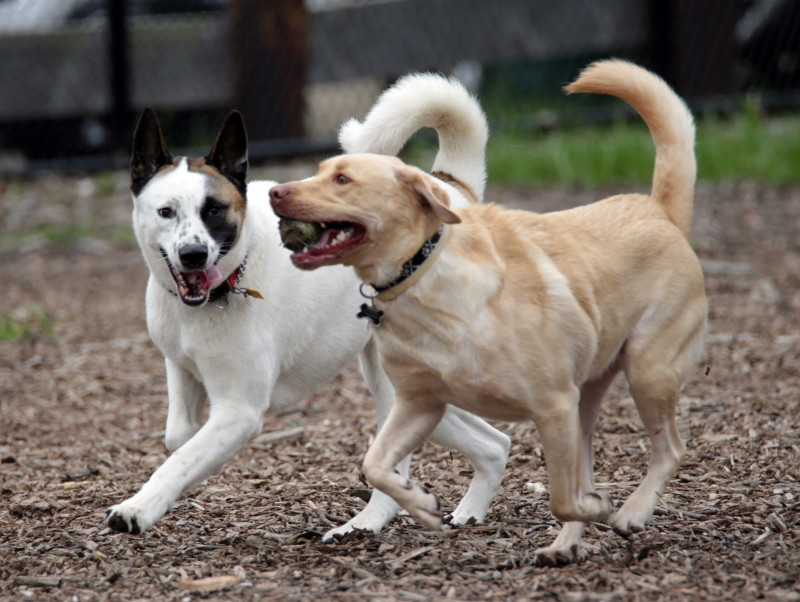 Dog Park Action