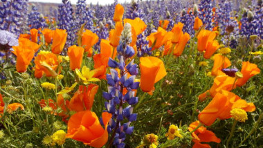 Wildflowers Signal Comeback from Drought and Fires