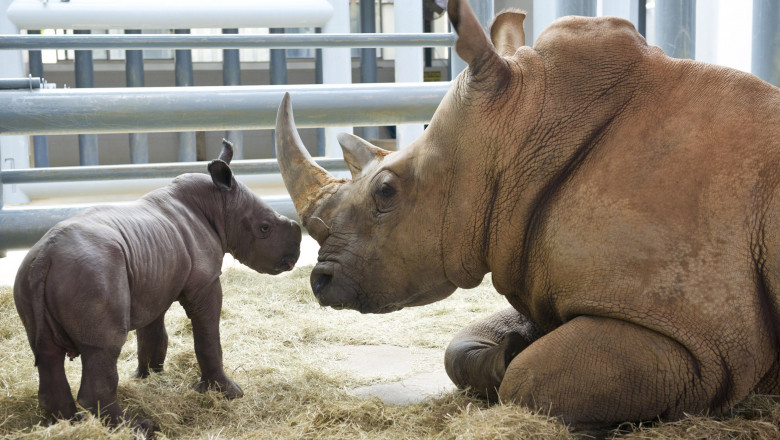 White Rhino Born At Disney's Animal Kingdom At Walt Disney World