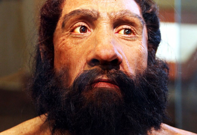 800px-Homo_neanderthalensis_adult_male_-_head_model_-_Smithsonian_Museum_of_Natural_History_-_2012-05-17