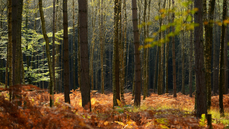 Autumn In The UK