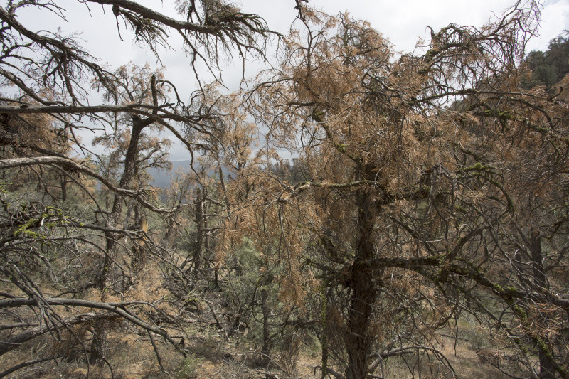 Forest Service Study Shows Over 12 Million Trees In CA's Nat'l Forest Have Died Due To State's Drought