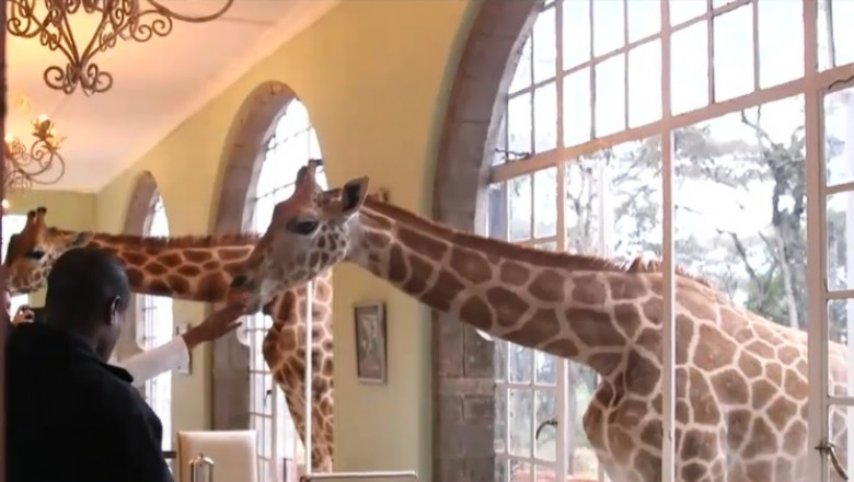 girafe la hotel