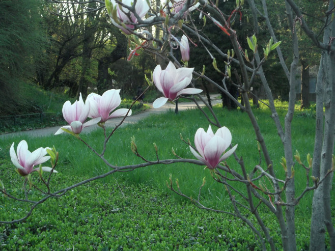 magnolie gb8