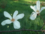 magnolie gb3