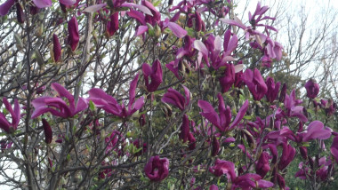 magnolie gb26