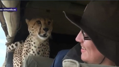 ghepard safari