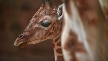 girafa - chester zoo