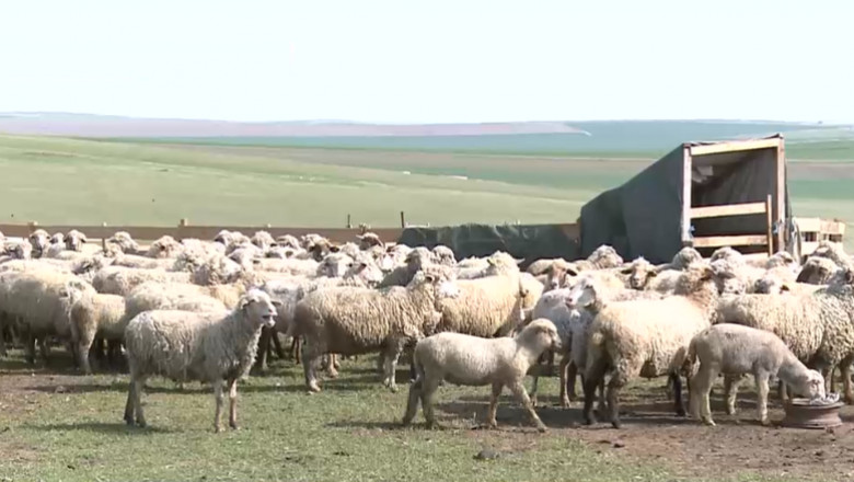 Decline leisure Infer Peste 300 de oi au murit, în Timiș, după un atac al animalelor sălbatice |  Digi24