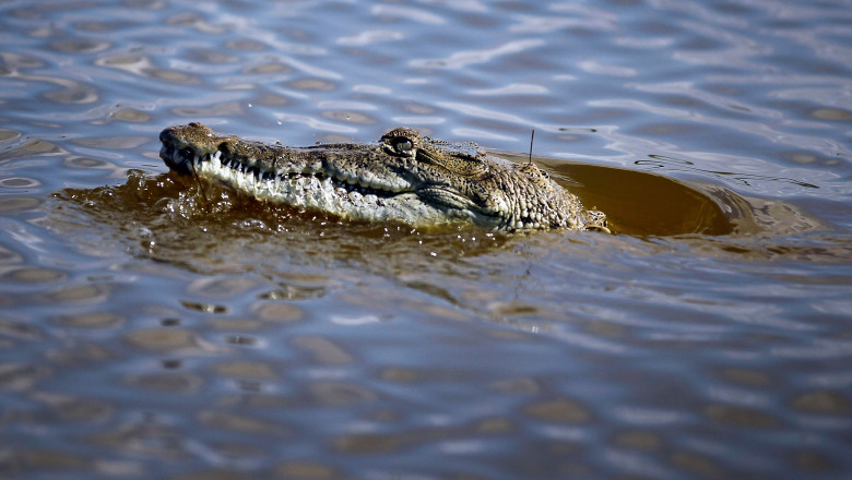Endangered Florida Crocodile Makes Comeback