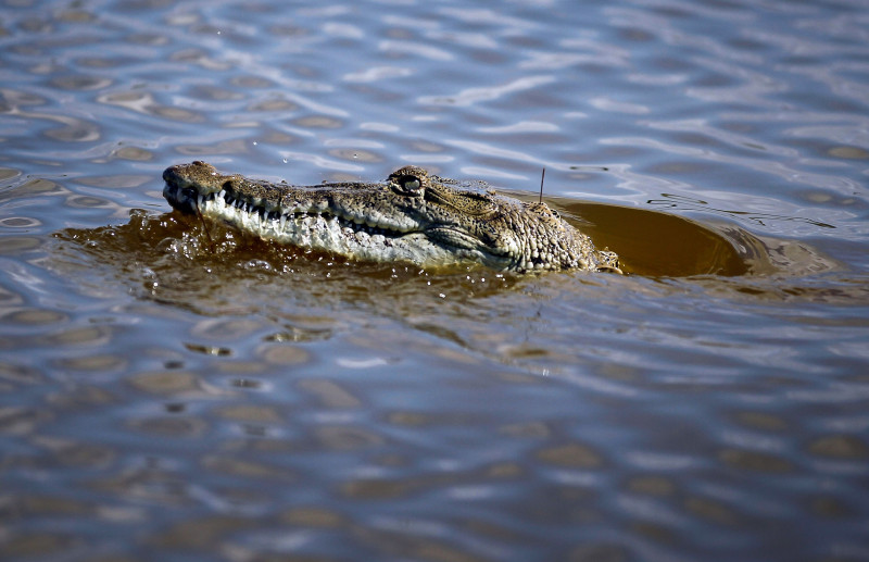 Endangered Florida Crocodile Makes Comeback