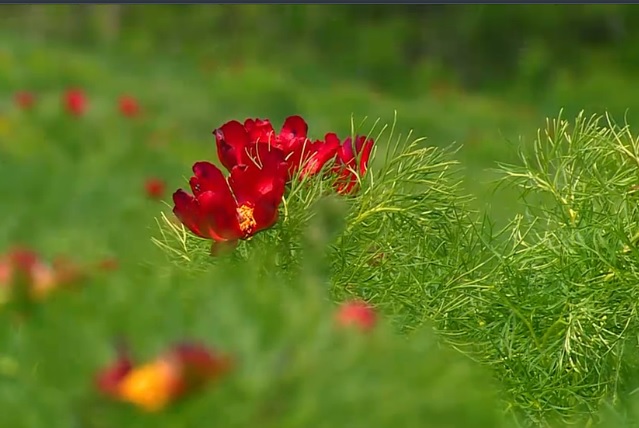 Vremea rece întârzie înflorirea bujorului de stepă de la Zau de Câmpie, din județul Mureș. Avertisment pentru turiști