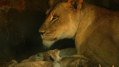 Lion cubs born at Adelaide Zoo