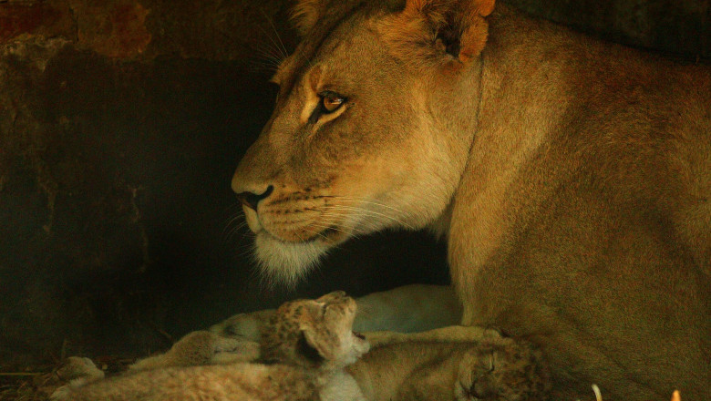 Lion cubs born at Adelaide Zoo