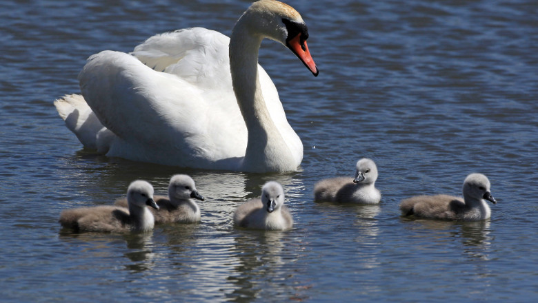 Cygnets Hatch Early At Abbotsbury Swannery As Summer Approaches