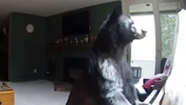 ursul canta la pian