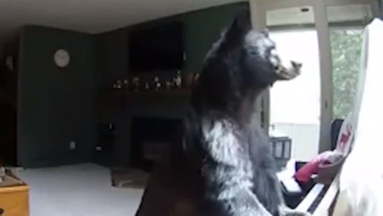ursul canta la pian