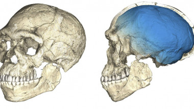 Homo-sapiens-1170x614