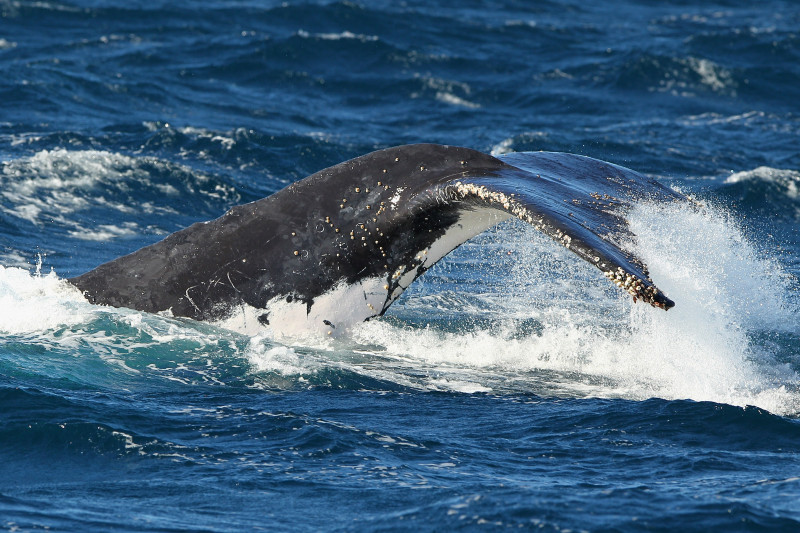 Whale Watching Season Underway In Sydney