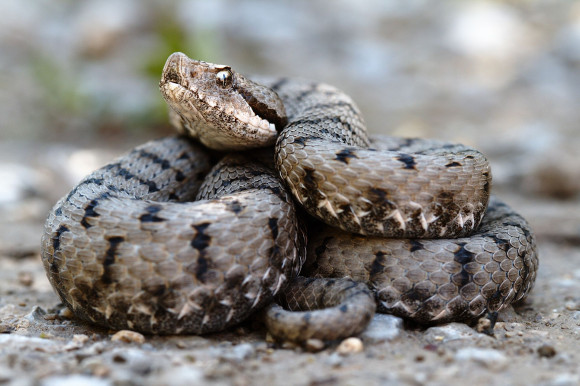 vipera wikipedia