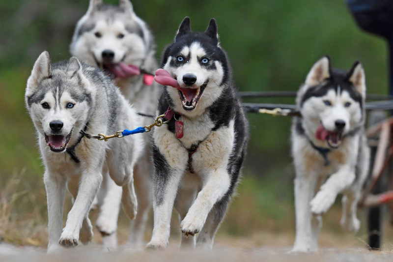The Husky Dog Club Prepares For The Aviemore Annual Sled Rally